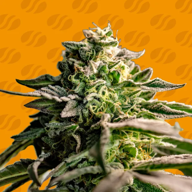 Cannabissamen Mango Crack für Indoor und Outdoor